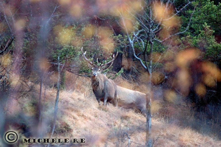 PASSIONE PER IL CERVO